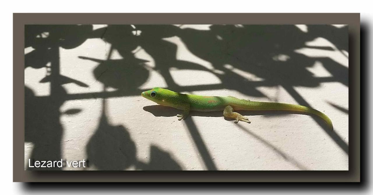 Le Gecko Vert Manapany-les Bains Zewnętrze zdjęcie